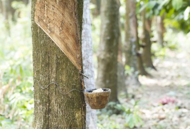 lateks kauçuk ağacı üzerinden dokunarak