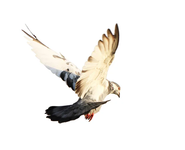 Repülő galambot elszigetelt fehér background — Stock Fotó