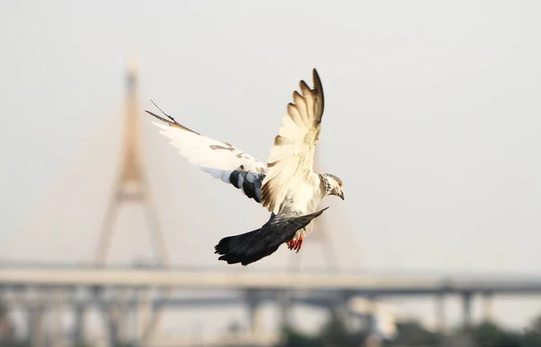 Pigeon flying with bridge in background — Stock Photo, Image