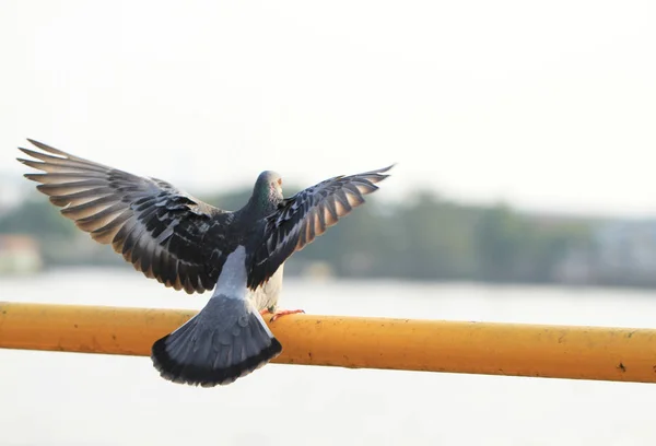 Pigeon flying to hold on yellow bar near the river — Stock Photo, Image