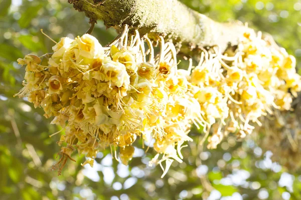 Durian květiny pupen na durian strom (Selektivní ostření) — Stock fotografie