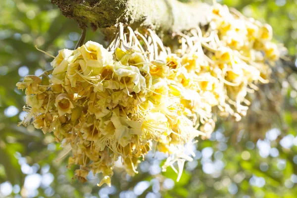 Durian květiny pupen na durian strom (Selektivní ostření) — Stock fotografie