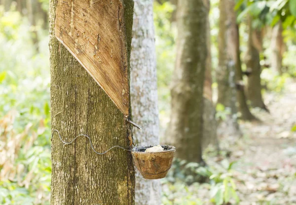 Taper le latex d'un arbre à caoutchouc — Photo