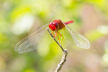 Doğal zemin üzerine kırmızı Yusufçuğun görüntü kadar kapatın