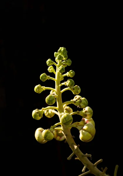 Rimlight on cannonball flowers with black background — Stock Photo, Image