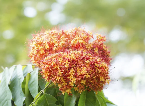 Oranžová Ašóka květiny (saraca Indica) — Stock fotografie