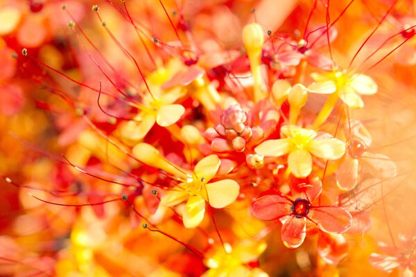 Close up image of orange ashoka flowers (Saraca indica)