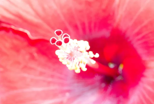 Close image of pink hibiscus flower — Stock Photo, Image