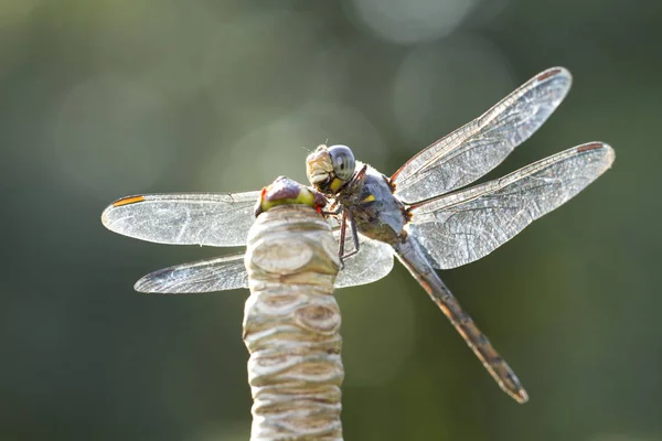 Imagen de cerca de libélula azul sobre fondo natural —  Fotos de Stock