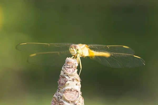 Imagen de cerca de libélula marrón sobre fondo natural — Foto de Stock