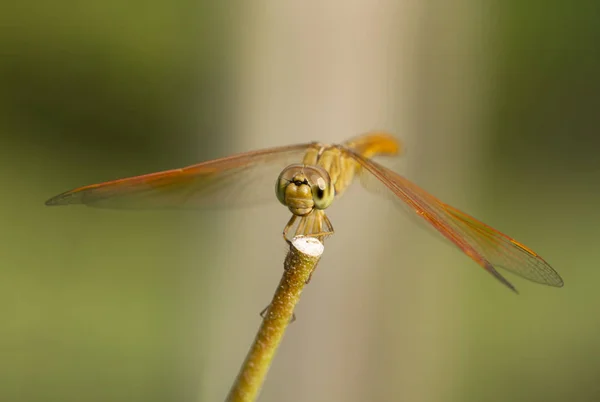 Imagen de cerca de libélula marrón sobre fondo natural —  Fotos de Stock