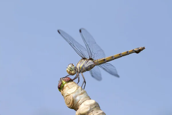 Imagen de cerca de libélula azul sobre fondo natural —  Fotos de Stock