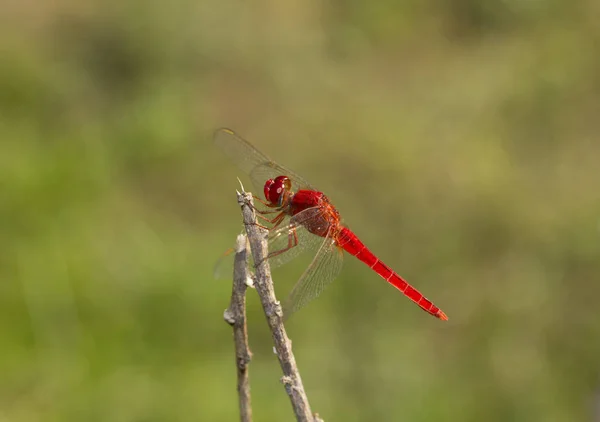 Image rapprochée de libellule rouge sur fond naturel — Photo