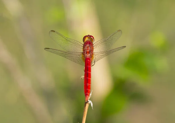 Nahaufnahme Bild der roten Libelle auf natürlichem Hintergrund — Stockfoto