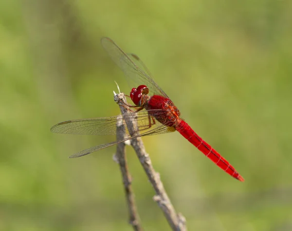 Close-up beeld van rode dragonfly op natuurlijke achtergrond — Stockfoto