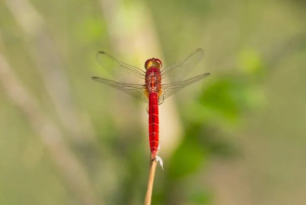 Close up imagem de libélula vermelha no fundo natural — Fotografia de Stock