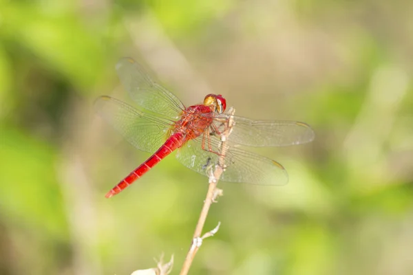 Imagen de cerca de libélula roja sobre fondo natural —  Fotos de Stock