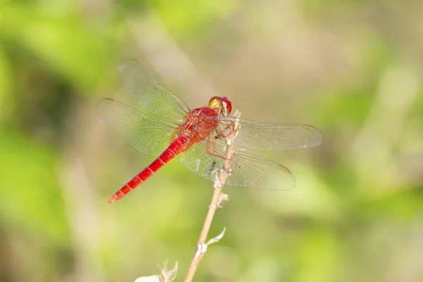 Nahaufnahme Bild der roten Libelle auf natürlichem Hintergrund — Stockfoto