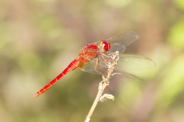 Image rapprochée de libellule rouge sur fond naturel — Photo