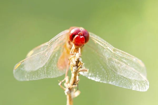 Imagen de cerca de libélula roja sobre fondo natural —  Fotos de Stock