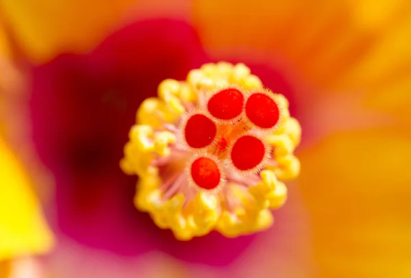 Close image of yellow hibiscus flower — Stock Photo, Image