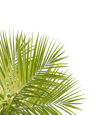 Beyaz arkaplanda yeşil palmiye yaprağı izole