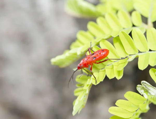 Jovem walkig firebug em tiro verde — Fotografia de Stock