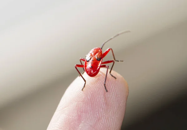 Jonge firebug Walking op menselijke vinger — Stockfoto