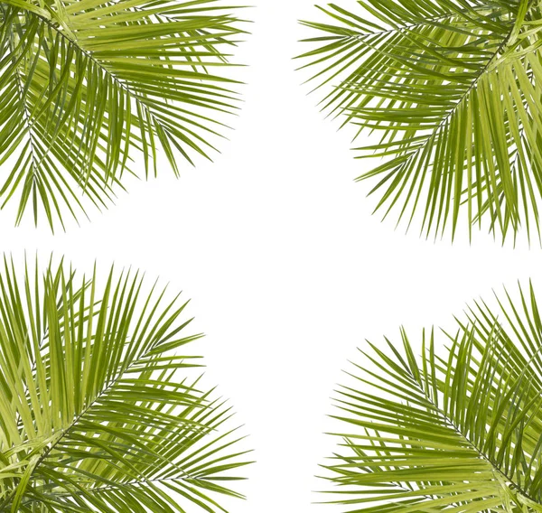 Beyaz arkaplanda yeşil palmiye yaprağı izole — Stok fotoğraf