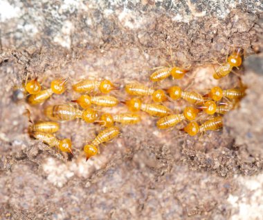 Termitler veya beyaz karıncalar kadar yakın