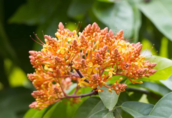 Detail květů oranžové Ašóka (Saraca indica) — Stock fotografie