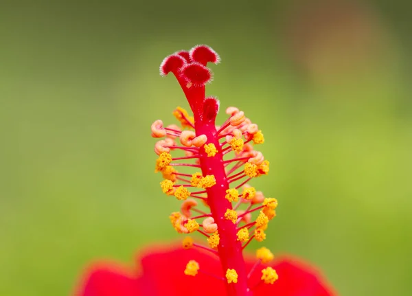 赤いハイビスカスの花のクローズアップ画像 — ストック写真