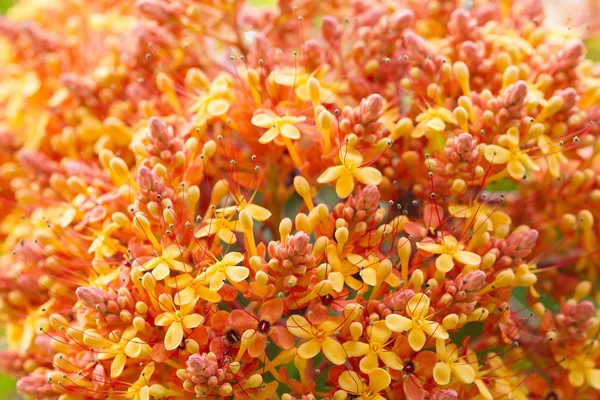 Close up imagem de flores de ashoka laranja (Saraca indica ) — Fotografia de Stock