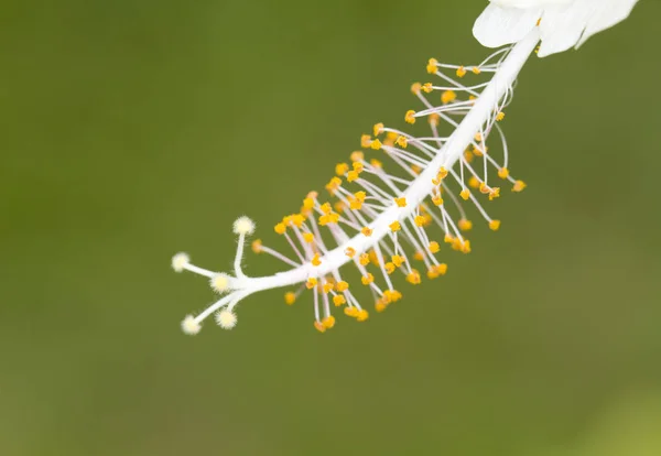 Közelről kép fehér Hibiszkusz virág — Stock Fotó