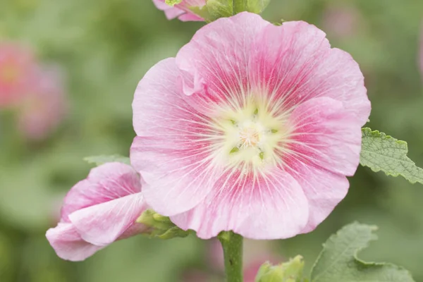 Růžové topolovky květiny v zahradě — Stock fotografie