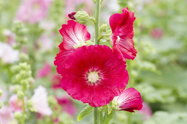 Červené topolovky květiny v zahradě — Stock fotografie