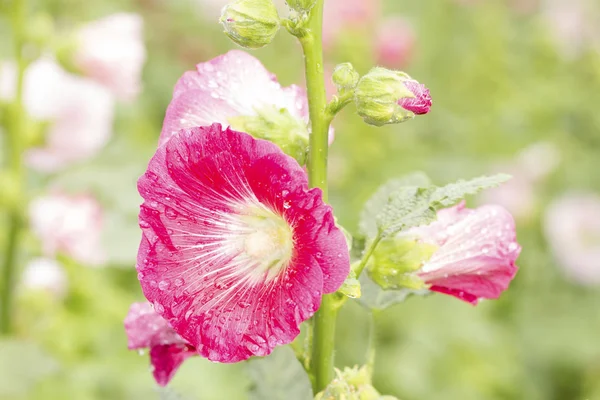 Bahçede pembe hollyhock çiçekler — Stok fotoğraf