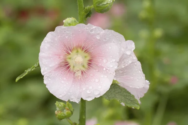 Pink mályvarózsa kerti virágok — Stock Fotó