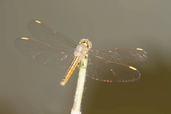 Dragonfly Dragonfly op natuurlijke achtergrond — Stockfoto