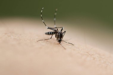 insan derisi üzerinde Sivrisinek