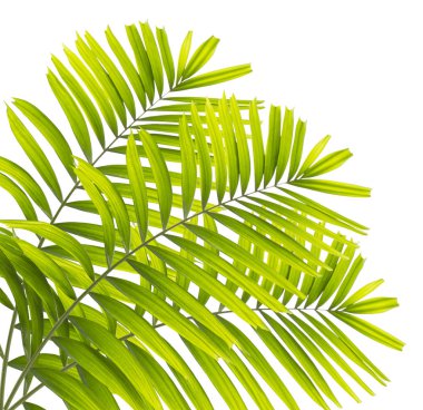 Beyaz arkaplanda yeşil palmiye yaprağı izole
