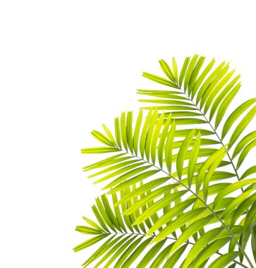 Beyaz arkaplanda yeşil palmiye yaprağı izole