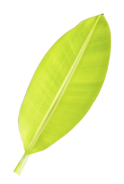 Folha de banana verde pequena isolada no fundo branco — Fotografia de Stock