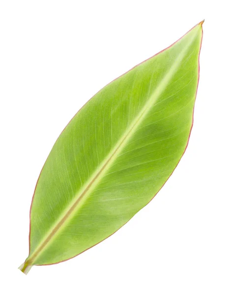 白色背景上孤立的小绿色香蕉叶 — 图库照片