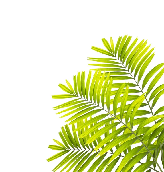 Grüne Palme Blatt isoliert auf weißem Hintergrund — Stockfoto