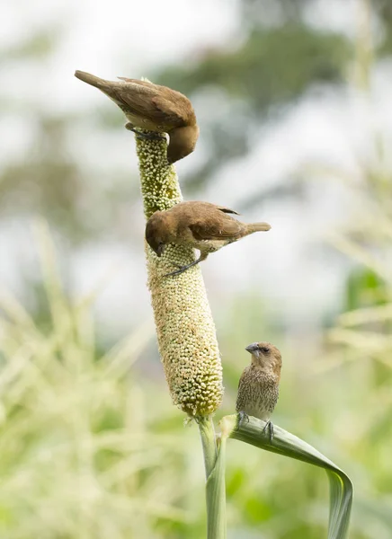 Ricebird holding ve sorgum bitki yemek — Stok fotoğraf