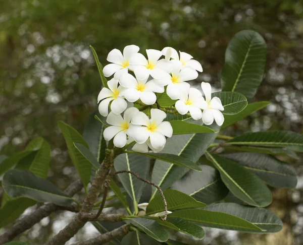 Frangipani blommor, troppical blomma. — Stockfoto