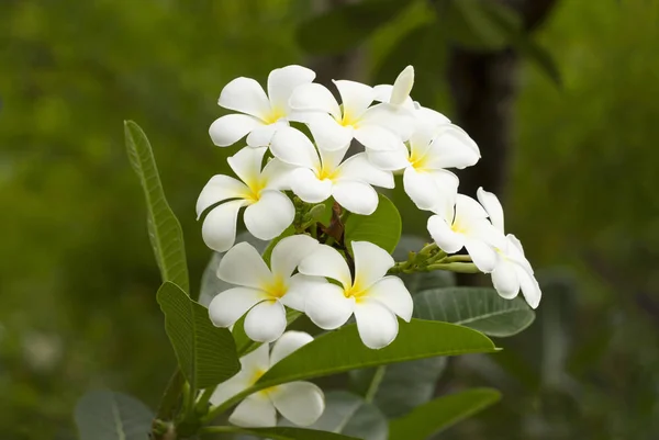 Flores de Frangipani, flor tropical . —  Fotos de Stock