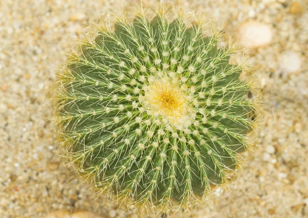 Green cactus on sand floor — Stock Photo, Image