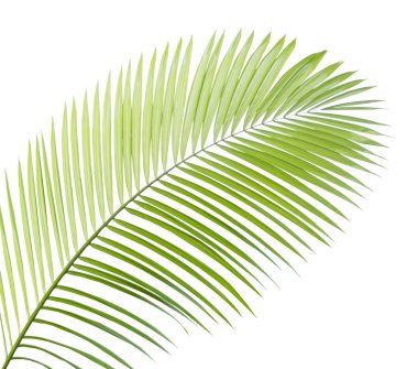 Beyaz arkaplanda yalıtılmış palmiye yaprağı